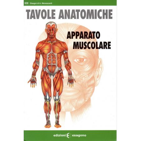 Tavole anatomiche - Apparato muscolare - Scheda